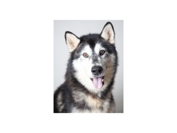 Siberian Husky-DOG-Male-Black and White-2444-Petland Norwin, PA