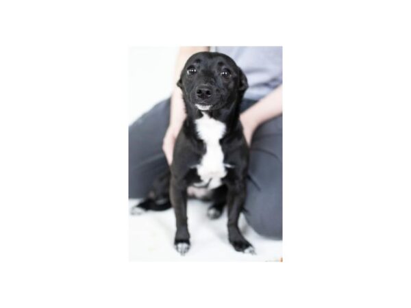 Chihuahua Mix-DOG-Female-Black and White-2449-Petland Norwin, PA