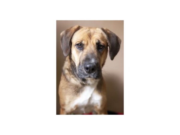 Hound Mix-DOG-Female-Tan-2451-Petland Norwin, PA