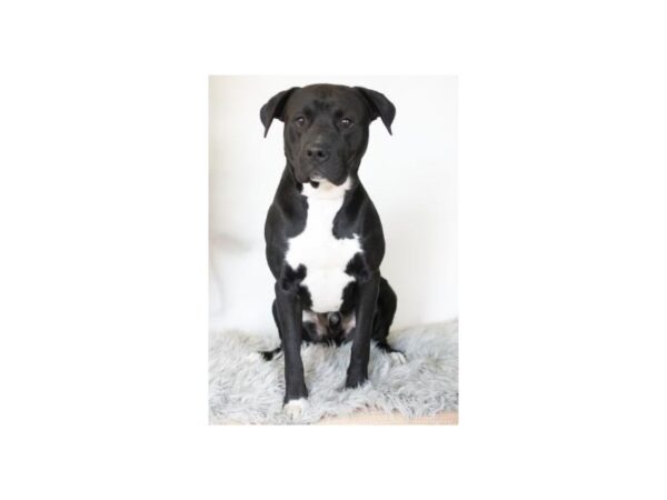 Pit Bull Mix-DOG-Male-Black and White-2452-Petland Norwin, PA