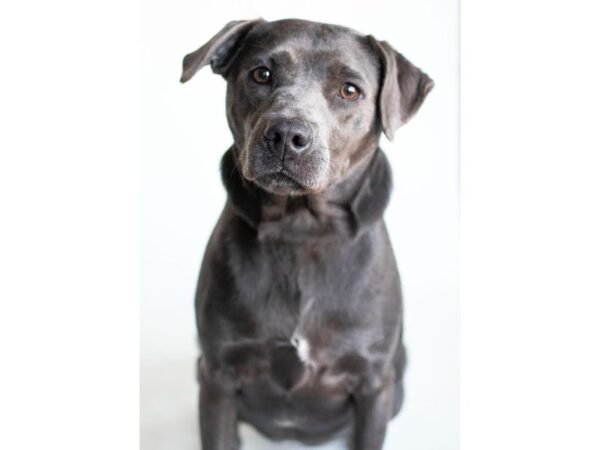 Labrador Retriever Mix DOG Female Silver 2453 Petland Norwin, PA