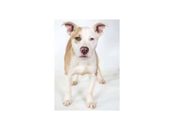 Pit Bull Mix DOG Male White and Tan 2457 Petland Norwin, PA