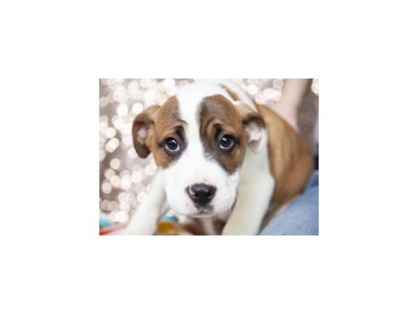 Boxer Mix DOG Male Brown and White 2461 Petland Norwin, PA