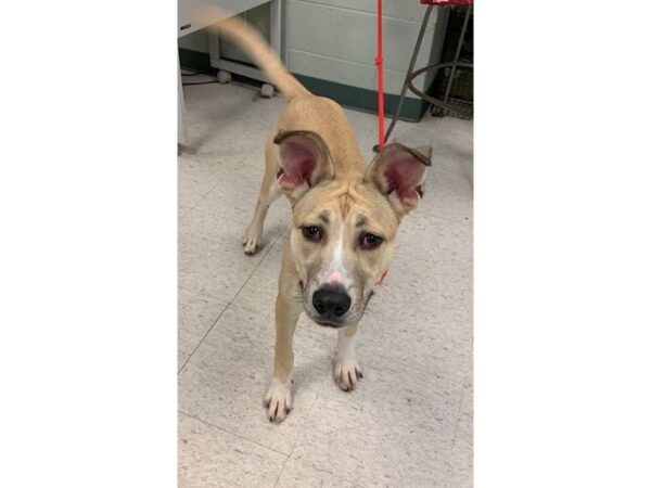 Boxer Mix-DOG-Female-Tan and White-2458-Petland Norwin, PA