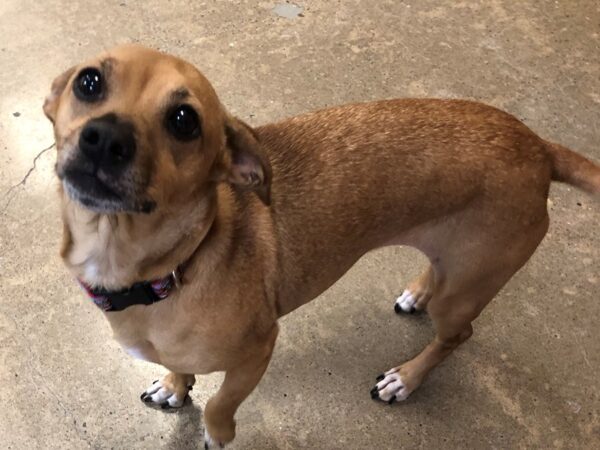 Chihuahua Mix-DOG-Female-Tan and White-2450-Petland Norwin, PA