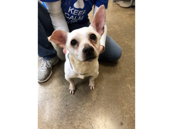 Chihuahua Mix-DOG-Male-White-2448-Petland Norwin, PA