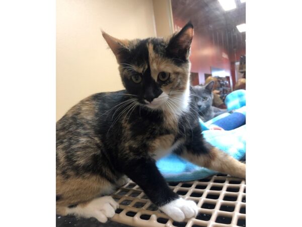 Domestic Short Hair CAT Female Tortoiseshell with White 2474 Petland Norwin, PA