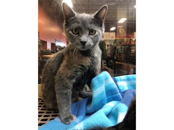 Domestic Short Hair CAT Female Dilute Tortie 2472 Petland Norwin, PA