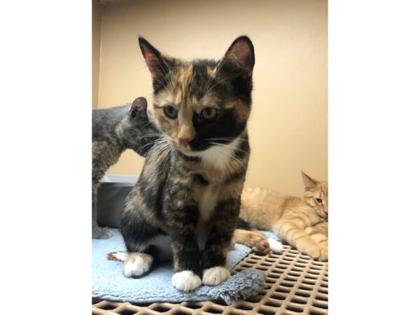 Domestic Short Hair CAT Female Tortoiseshell with White 2475 Petland Norwin, PA