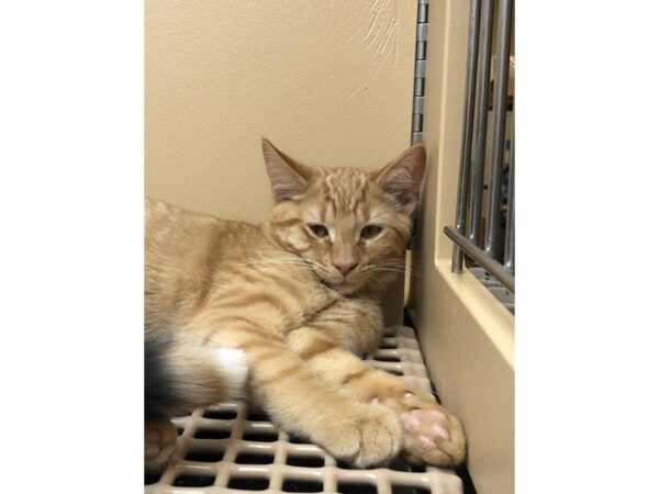 Domestic Short Hair CAT Male Orange Tabby 2476 Petland Norwin, PA