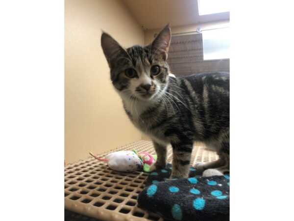 Domestic Short Hair CAT Male Brown and White Tabby 2469 Petland Norwin, PA