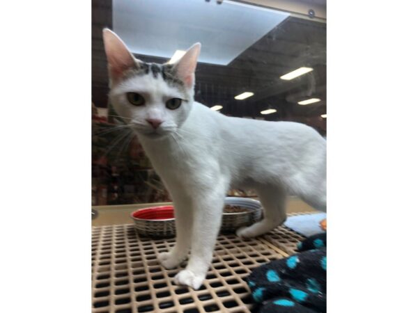 Domestic Short Hair CAT Female White with Brown 2468 Petland Norwin, PA