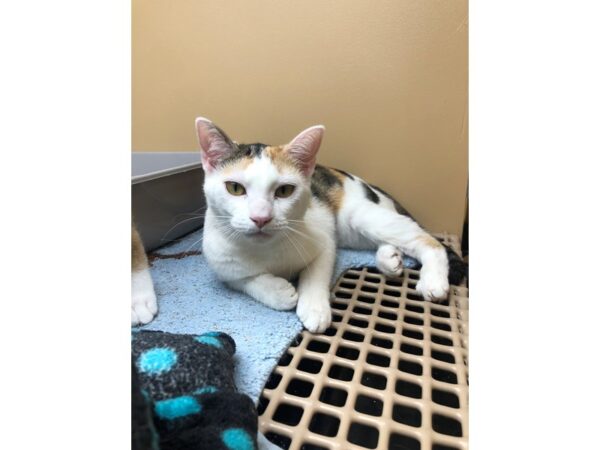 Domestic Short Hair CAT Female Calico 2465 Petland Norwin, PA