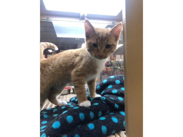 Domestic Short Hair CAT Male Orange and White 2473 Petland Norwin, PA