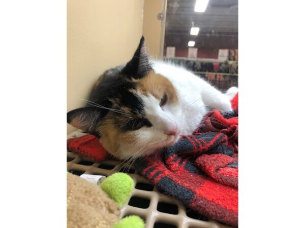 Domestic Short Hair CAT Female Calico 2463 Petland Norwin, PA