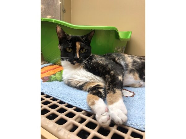 Domestic Short Hair CAT Female Tortoiseshell white White 2464 Petland Norwin, PA