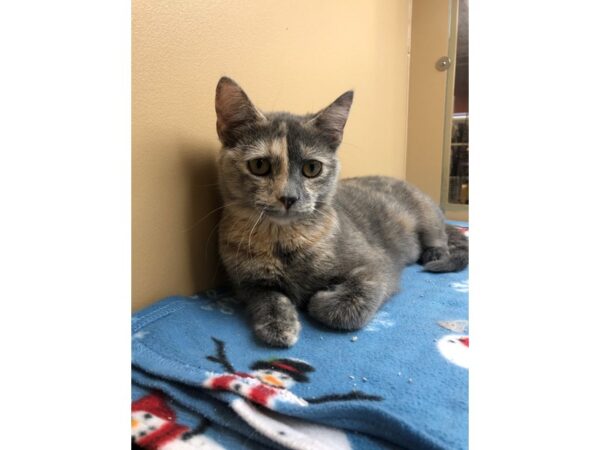 Domestic Short Hair CAT Female Dilute Tortie 2470 Petland Norwin, PA