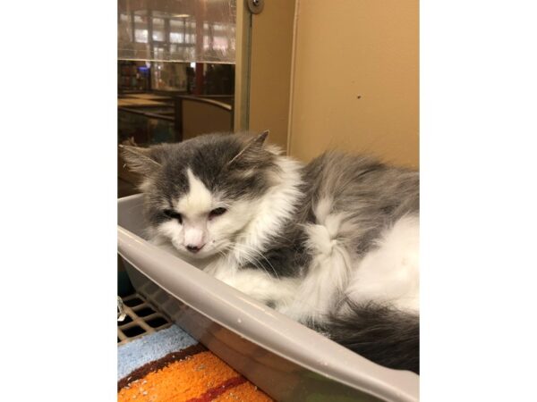 Domestic Long Hair CAT Female Gray and White 2466 Petland Norwin, PA