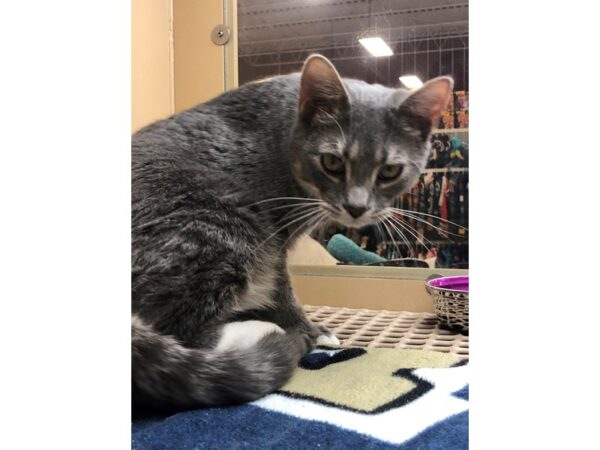 Domestic Short Hair CAT Male Gray and White Tabby 2471 Petland Norwin, PA