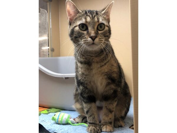 Domestic Short Hair CAT Female Brown Tabby 2467 Petland Norwin, PA