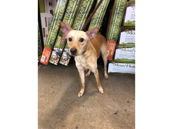 Terrier Mix-DOG-Female-Tan-2456-Petland Norwin, PA