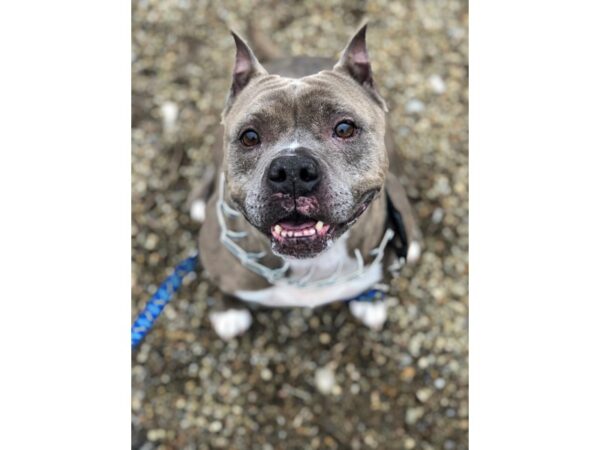 Pit Bull Mix-DOG-Female-Brindle-2455-Petland Norwin, PA