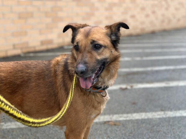 German Shepherd Mix DOG Female Brown 2482 Petland Norwin, PA