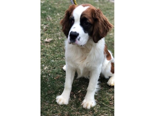 Saint Bernard Mix DOG Female Tri 2478 Petland Norwin, PA