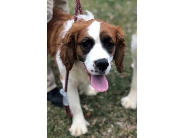 Saint Bernard Mix DOG Female Tri 2477 Petland Norwin, PA