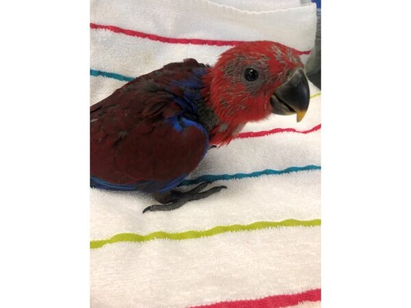 Eclectus-BIRD-Female--2485-Petland Norwin, PA