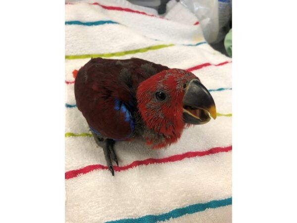 Eclectus-BIRD-Female--2484-Petland Norwin, PA