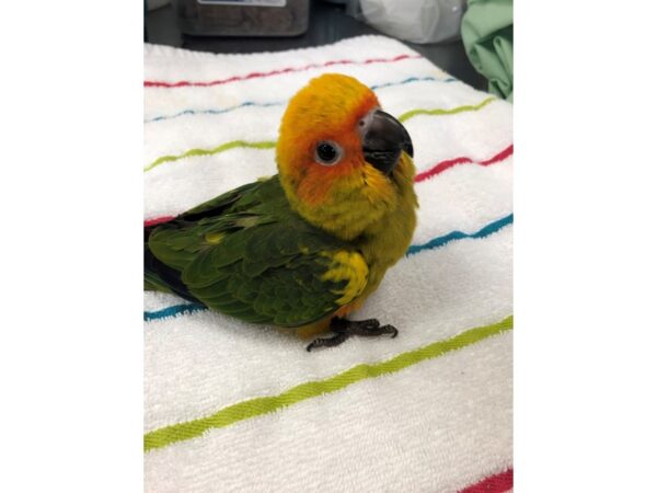 Sun Conure BIRD Male 2483 Petland Norwin, PA