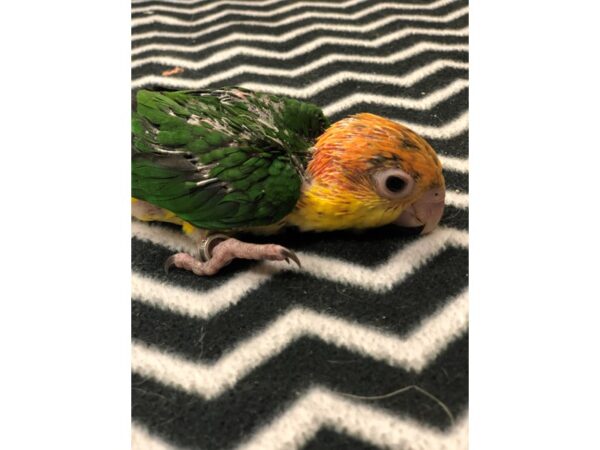 White Belly Caique BIRD Male 2500 Petland Norwin, PA