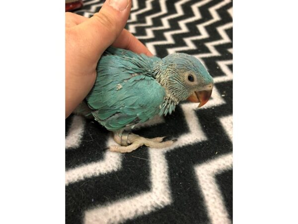 Blue Indian Ringneck-BIRD-Male--2497-Petland Norwin, PA