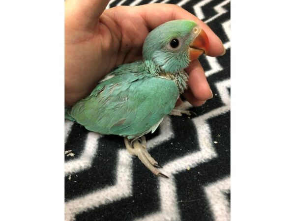 Turquoise Indian Ringneck BIRD Male 2498 Petland Norwin, PA