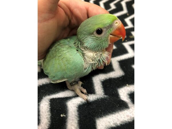 Turquoise Indian Ringneck-BIRD-Male--2499-Petland Norwin, PA