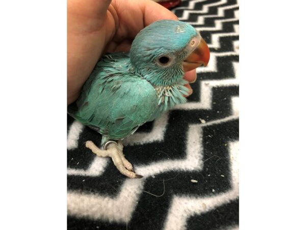 Blue Indian Ringneck BIRD Male 2494 Petland Norwin, PA