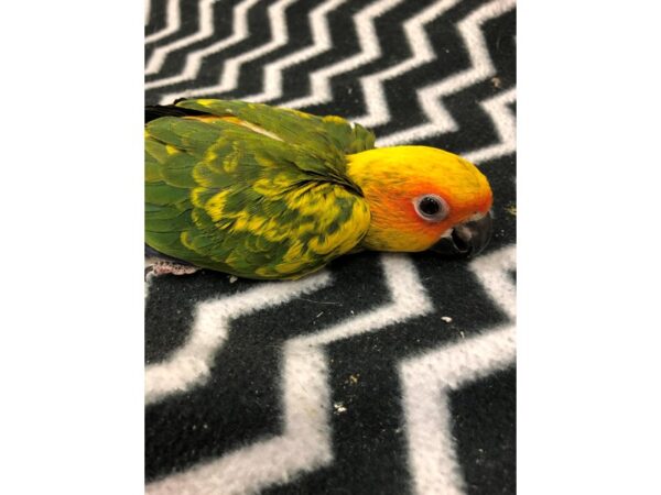 Sun Conure-BIRD-Male--2493-Petland Norwin, PA