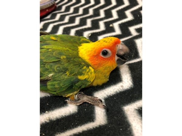 Sun Conure-BIRD-Male--2491-Petland Norwin, PA