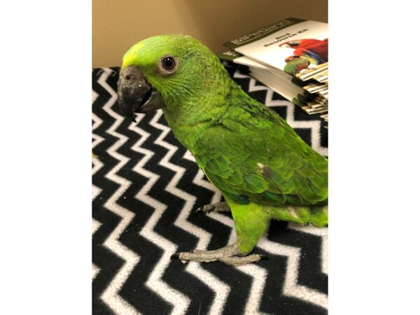 Yellow Naped Amazon-BIRD-Male--2489-Petland Norwin, PA