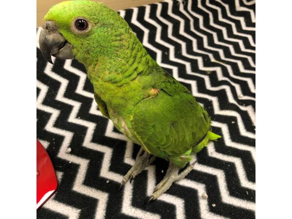 Yellow Naped Amazon BIRD Male 2488 Petland Norwin, PA