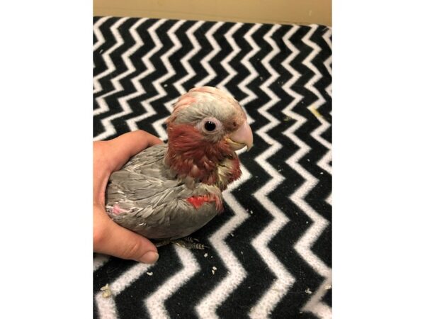 Rosebreasted Cockatoo-BIRD-Male--2487-Petland Norwin, PA