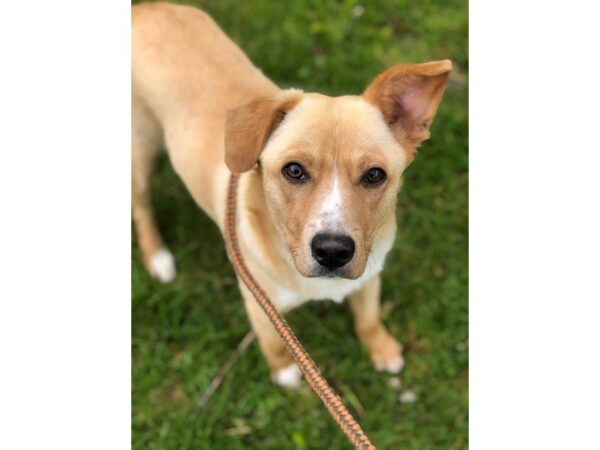 Labrador Retriever Mix DOG Male Yellow and White 2506 Petland Norwin, PA