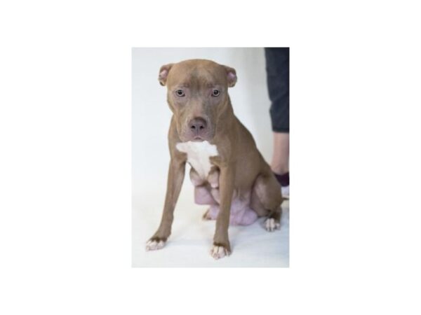 Pit Bull Mix DOG Female Tan and White 2509 Petland Norwin, PA