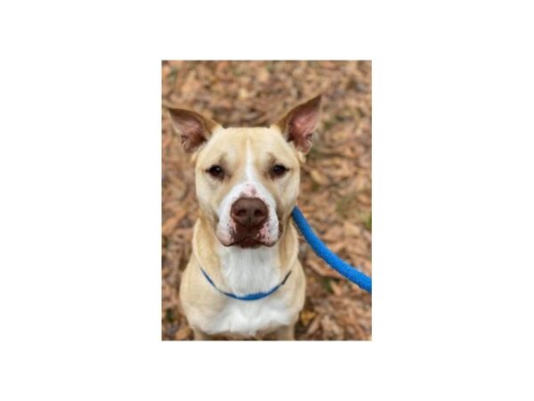 Pit Bull Mix-DOG-Female-Tan and White-2511-Petland Norwin, PA