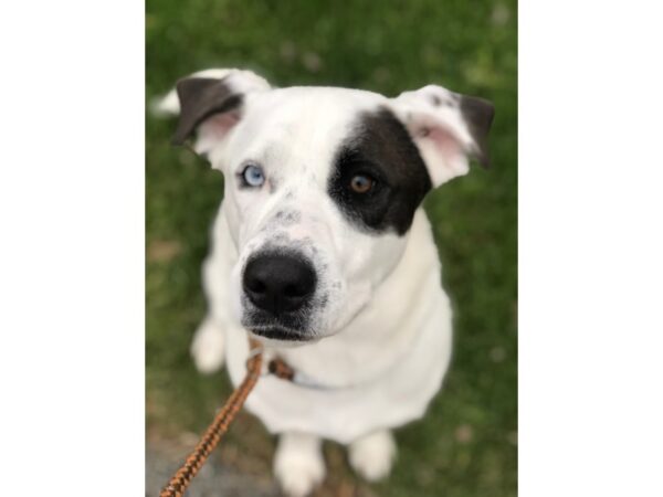 Labrador Retriever Mix-DOG-Male-White and Black-2513-Petland Norwin, PA