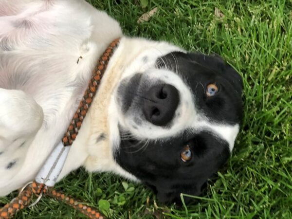 Labrador Retriever Mix DOG Female White and Black 2514 Petland Norwin, PA