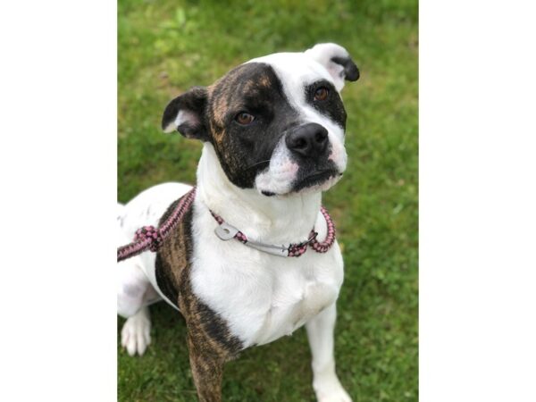 Pit Bull Mix-DOG-Female-White and Brindle-2507-Petland Norwin, PA