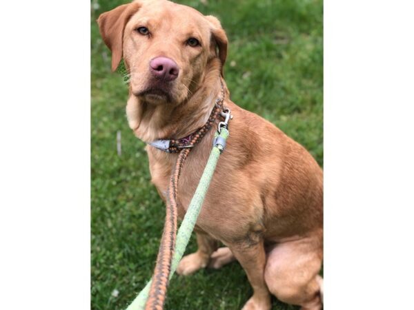 Labrador Retriever Mix DOG Female Tan 2510 Petland Norwin, PA