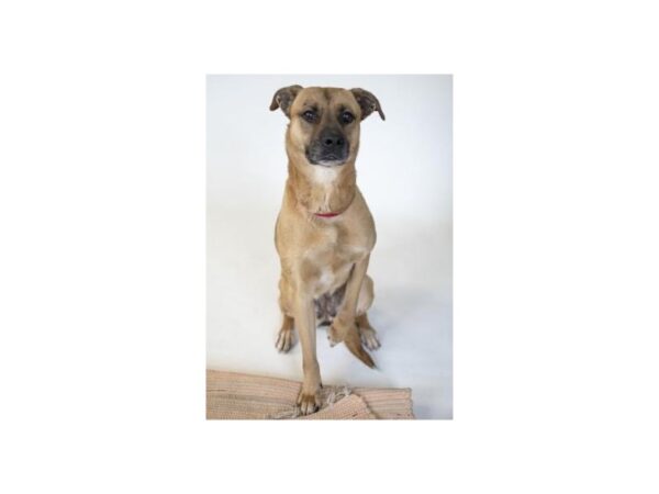 Boxer Mix DOG Female Tan 2517 Petland Norwin, PA